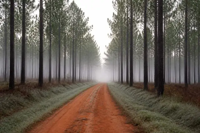 Red sandy-loam road running between East Texas pine rows