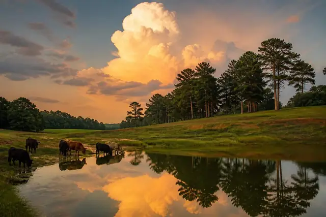 Finished stock pond and grassed dam at an East Texas pasture edge