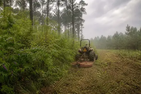 Compact tractor reducing sweetgum and greenbrier at the edge of an East Texas pine block under a humid sky