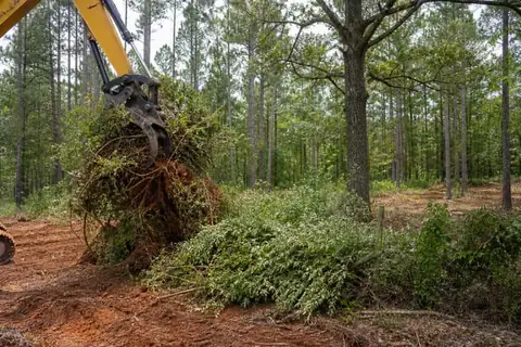 Excavator lifting privet root balls from an old fence line while mature pines and post oaks remain standing