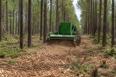 Mulcher processing slash between evenly spaced loblolly rows with remaining pines standing over a fresh chip layer